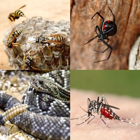 Biological Health Hazards in Construction